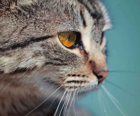 Trailside Veterinary Services