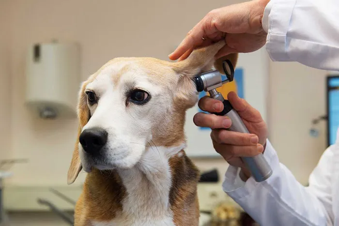 Trailside Veterinary Services Picture 3