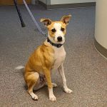 Hubbardston Veterinary Clinic