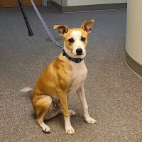 Hubbardston Veterinary Clinic ico