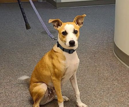 Hubbardston Veterinary Clinic