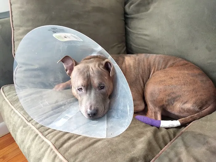 Family Pet Veterinary Services Picture 1