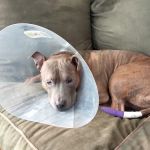 Family Pet Veterinary Services