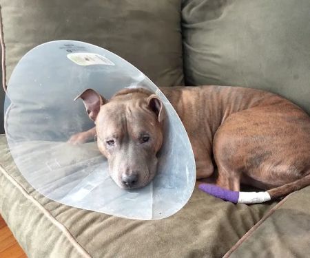 Family Pet Veterinary Services