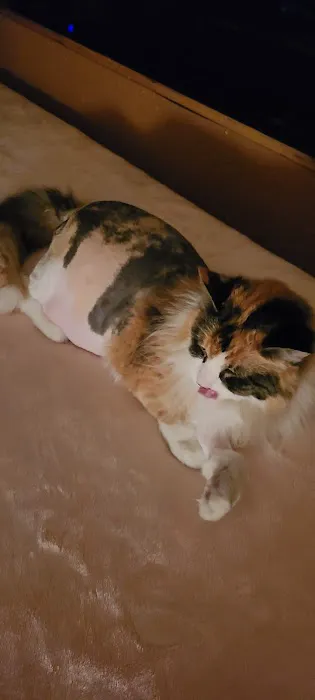 Family Pet Veterinary Services Picture 3
