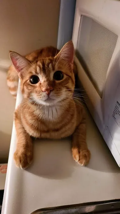 Family Pet Veterinary Services Picture 6