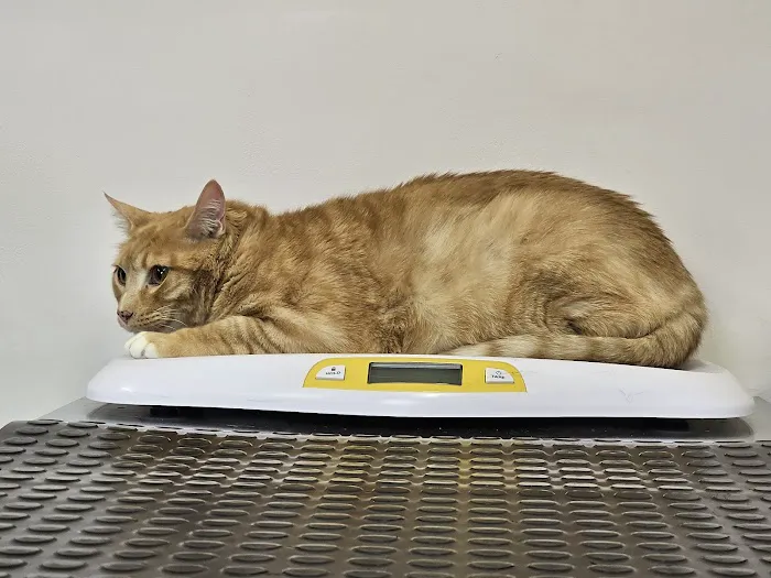 Tender Heart Vet Care PC Picture 1