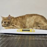 Tender Heart Vet Care PC