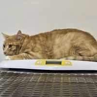 Tender Heart Vet Care PC ico