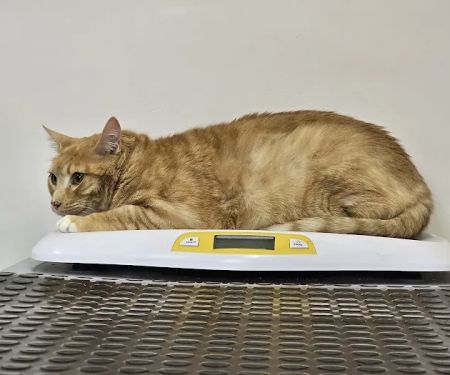 Tender Heart Vet Care PC