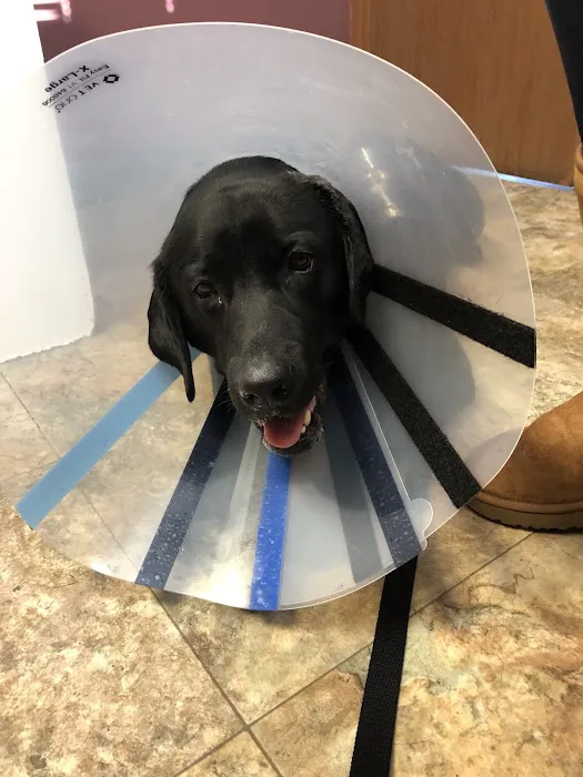 Tender Heart Vet Care PC Picture 8