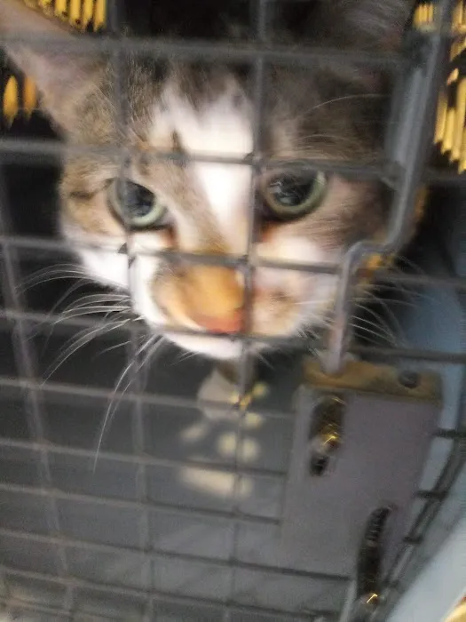 VCA Adams Animal Hospital Picture 4