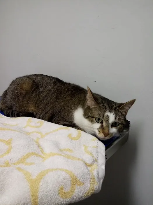 VCA Adams Animal Hospital Picture 1