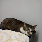 VCA Adams Animal Hospital