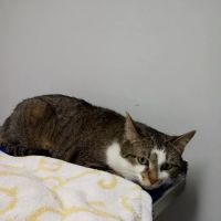 VCA Adams Animal Hospital ico