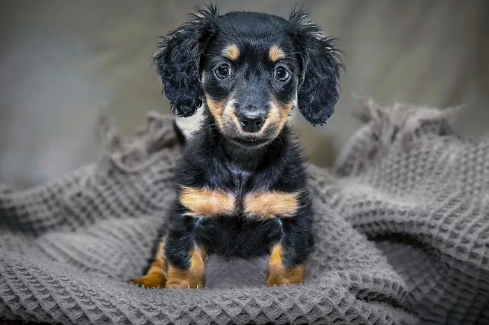 Gardner Animal Care Center Picture 4