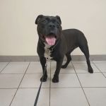 Gardner Animal Care Center