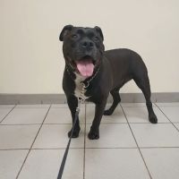 Gardner Animal Care Center ico