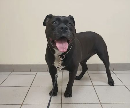 Gardner Animal Care Center