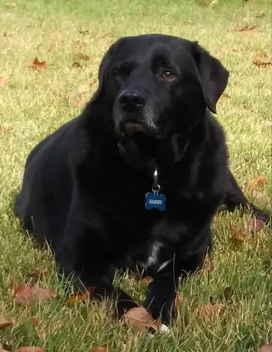 Wachusett Animal Hospital and Pet Retreat Picture 6
