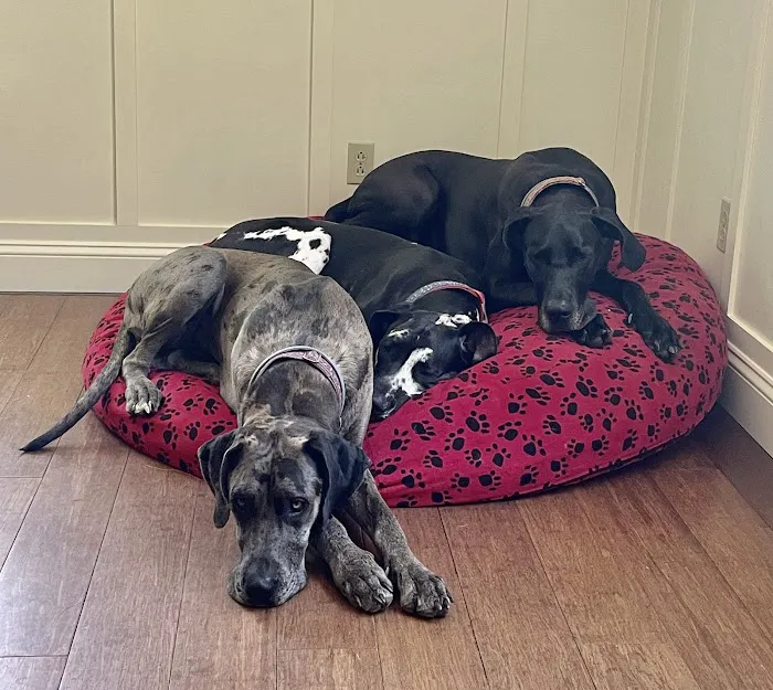 Wachusett Animal Hospital and Pet Retreat Picture 2