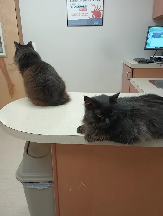 Wachusett Animal Hospital and Pet Retreat Picture 7