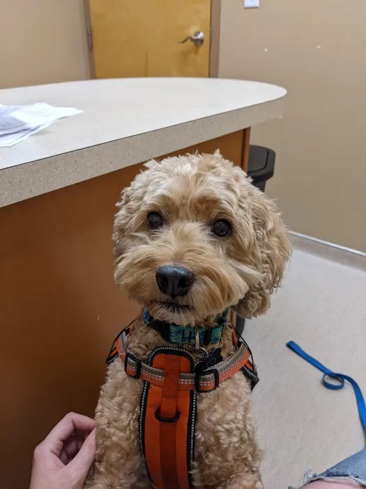 Wachusett Animal Hospital and Pet Retreat Picture 9