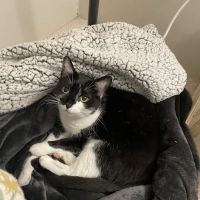 Veterinary Urgent Care Center - Worcester ico