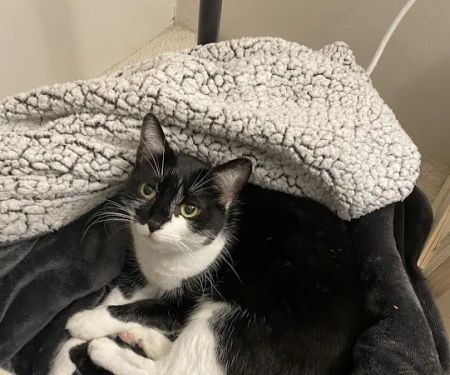 Veterinary Urgent Care Center - Worcester
