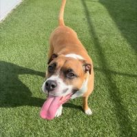 Holden Veterinary Clinic, A Thrive Pet Healthcare Partner ico