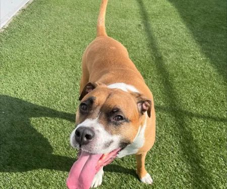 Holden Veterinary Clinic, A Thrive Pet Healthcare Partner