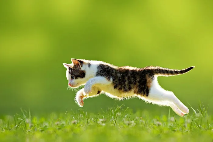 Holden Veterinary Clinic, A Thrive Pet Healthcare Partner Picture 3