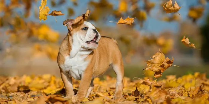 Holden Veterinary Clinic, A Thrive Pet Healthcare Partner Picture 6