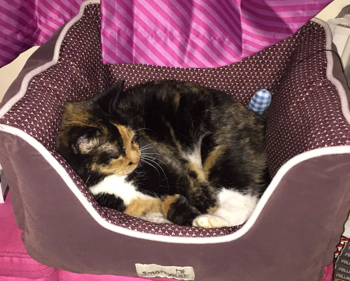 Holden Veterinary Clinic, A Thrive Pet Healthcare Partner Picture 7