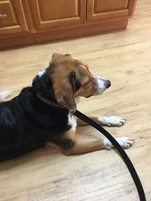 Holden Veterinary Clinic, A Thrive Pet Healthcare Partner Picture 9