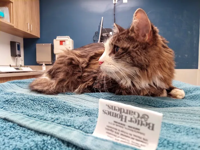 VCA Abbott Animal Hospital Picture 2