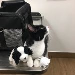 VCA Abbott Animal Hospital