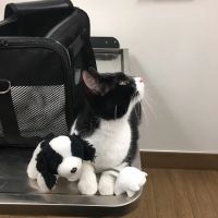 VCA Abbott Animal Hospital ico