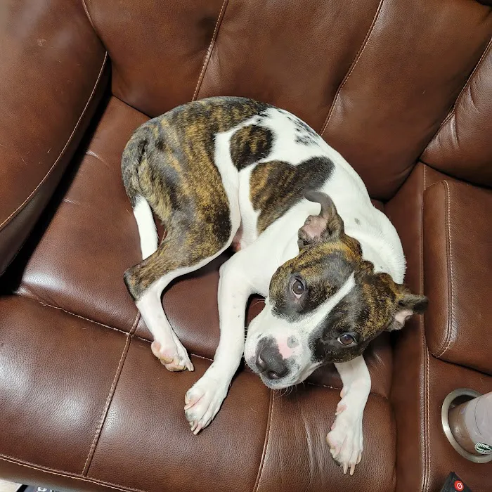 VCA Abbott Animal Hospital Picture 3