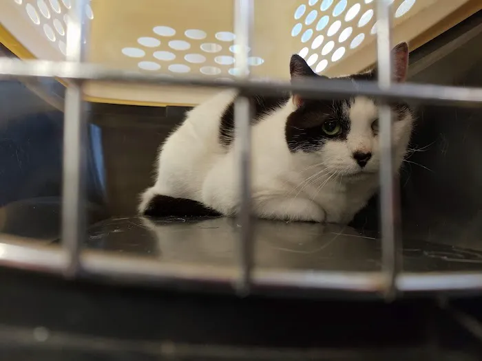 VCA Abbott Animal Hospital Picture 6