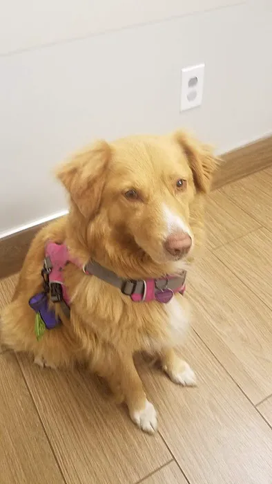 VCA Abbott Animal Hospital Picture 9