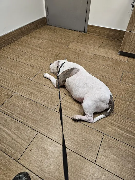 VCA Abbott Animal Hospital Picture 7