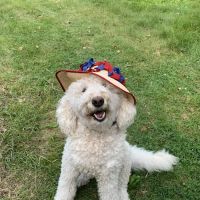 Shelburne Falls Vet Hospital ico