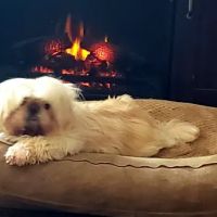 Animal Clinic of Rockbridge ico