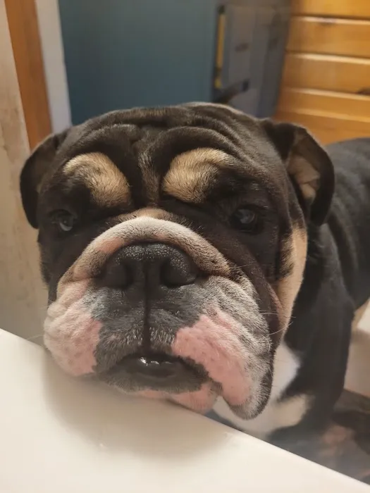 Blue Ridge Animal Clinic Picture 6