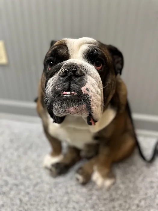 Blue Ridge Animal Clinic Picture 2