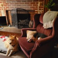 Lexington Animal Hospital ico