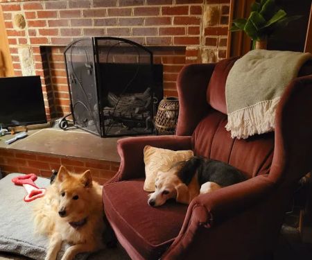 Lexington Animal Hospital