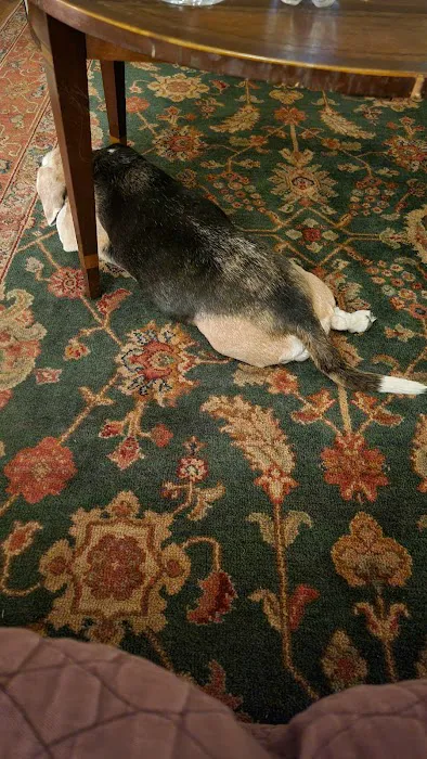 Lexington Animal Hospital Picture 7