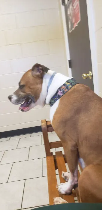 Edgewater Animal Hospital PC Picture 7